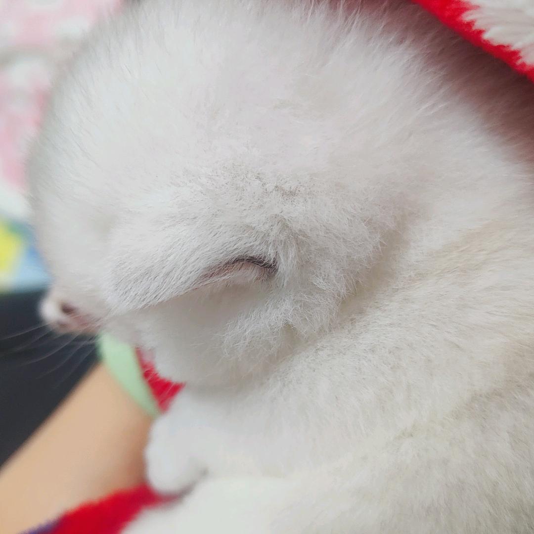 抚顺渐层类猫咪养户