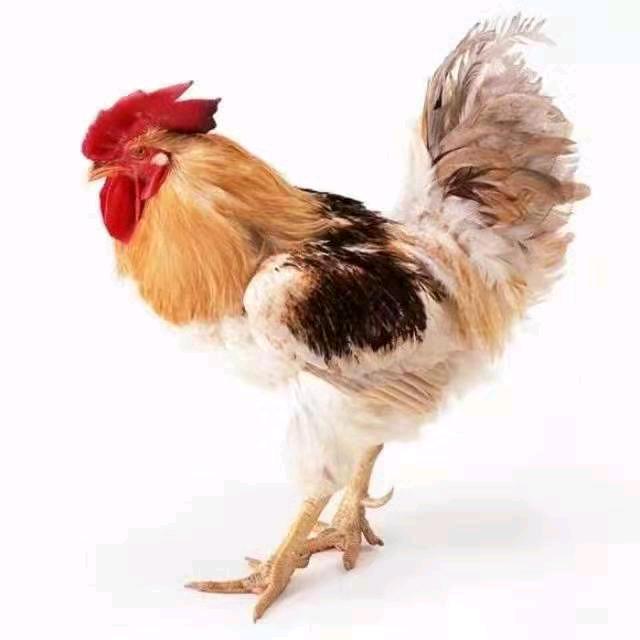 厨优选精品食材