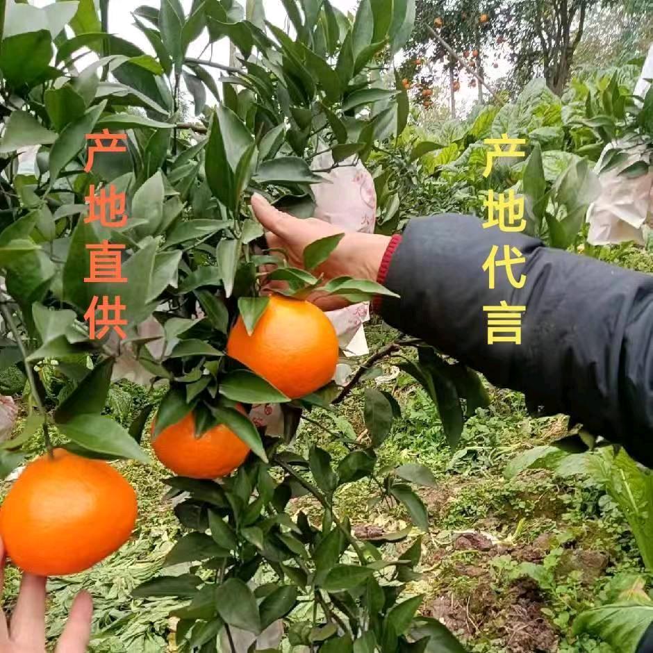 惜💖💖💖💖💖缘🌹🌹🌹?