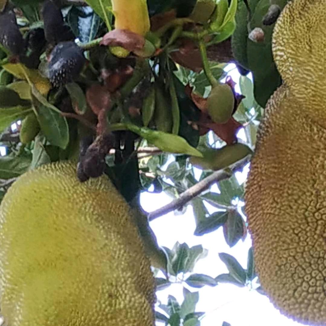 整装施工设计张姐