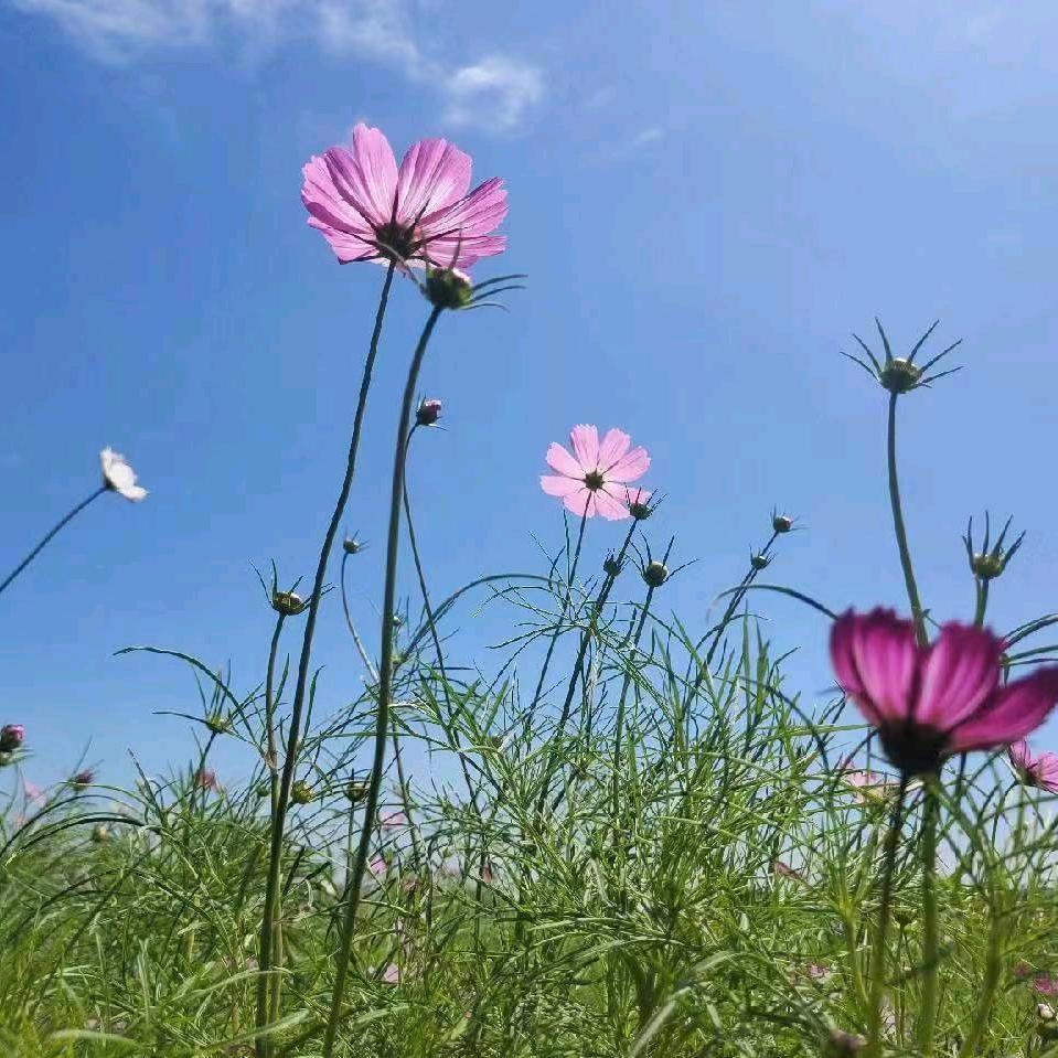 林州开元区四季花园