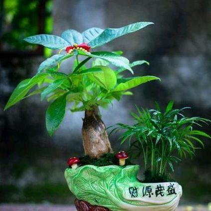 裕棠