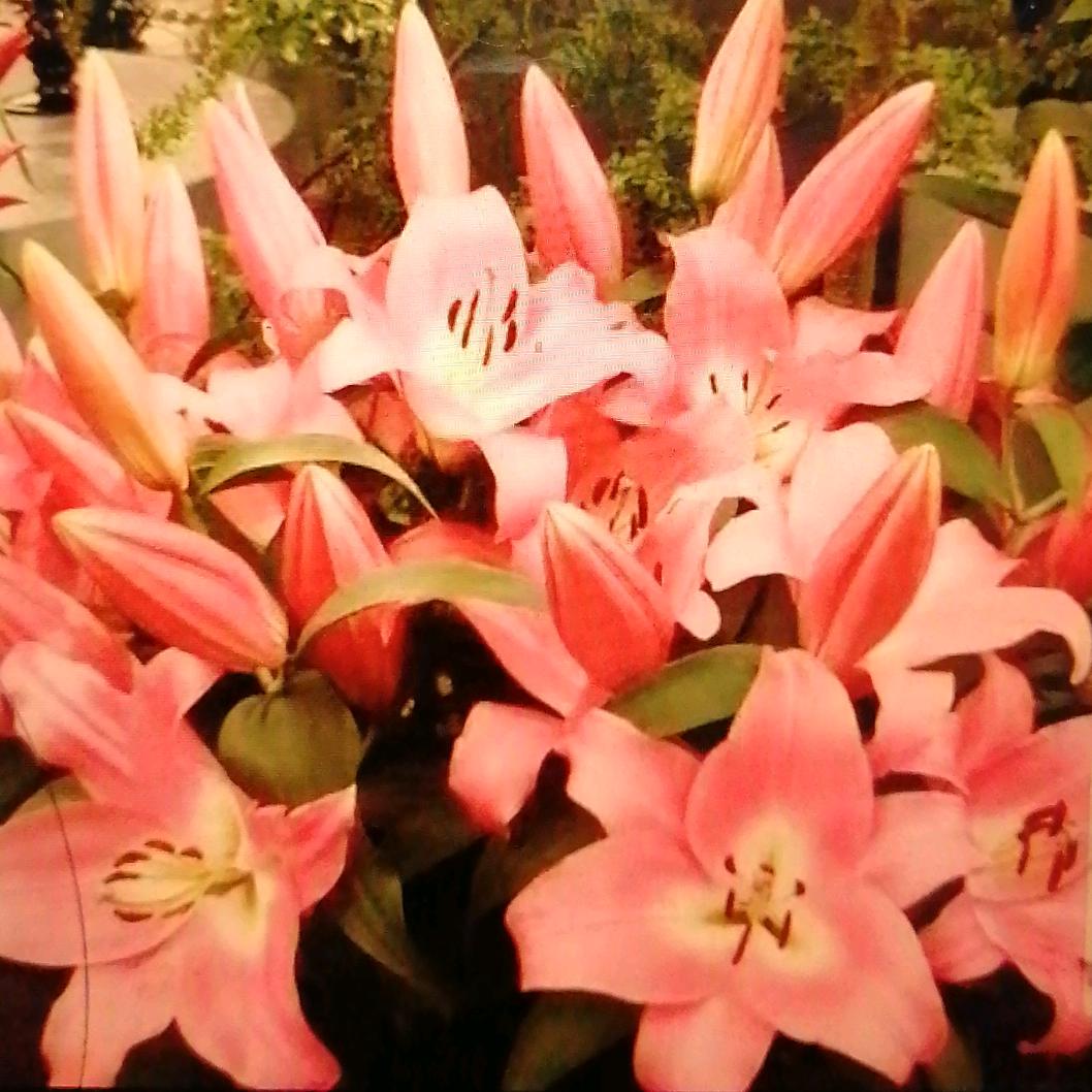 🌹☀红狐🌟💙头像