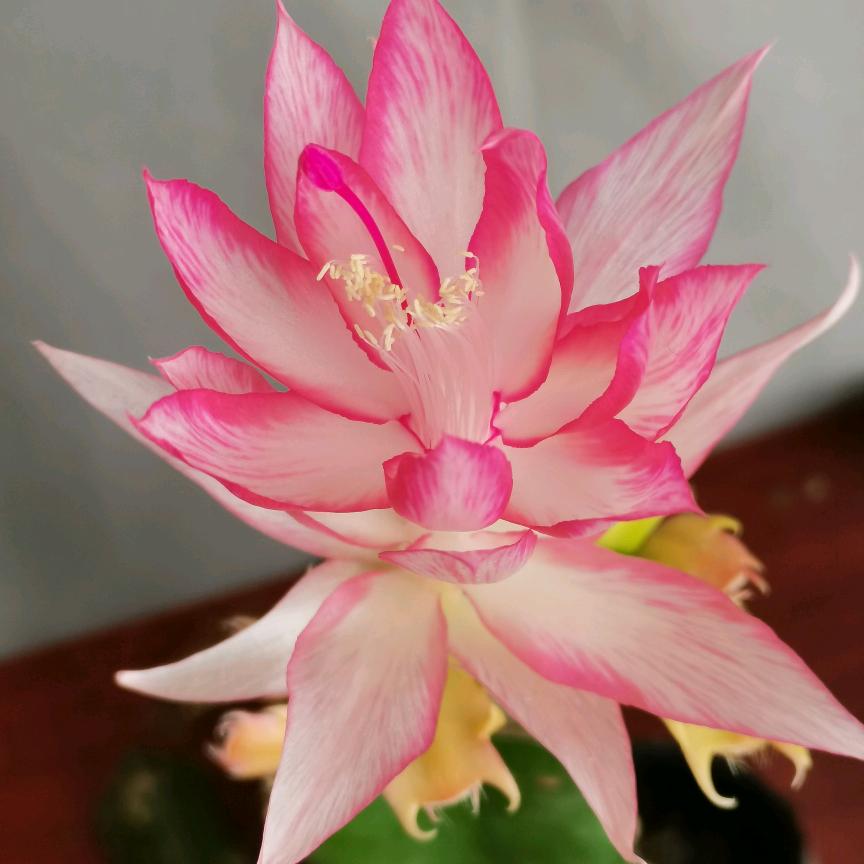 北戴河叶仙嫁接蟹爪兰