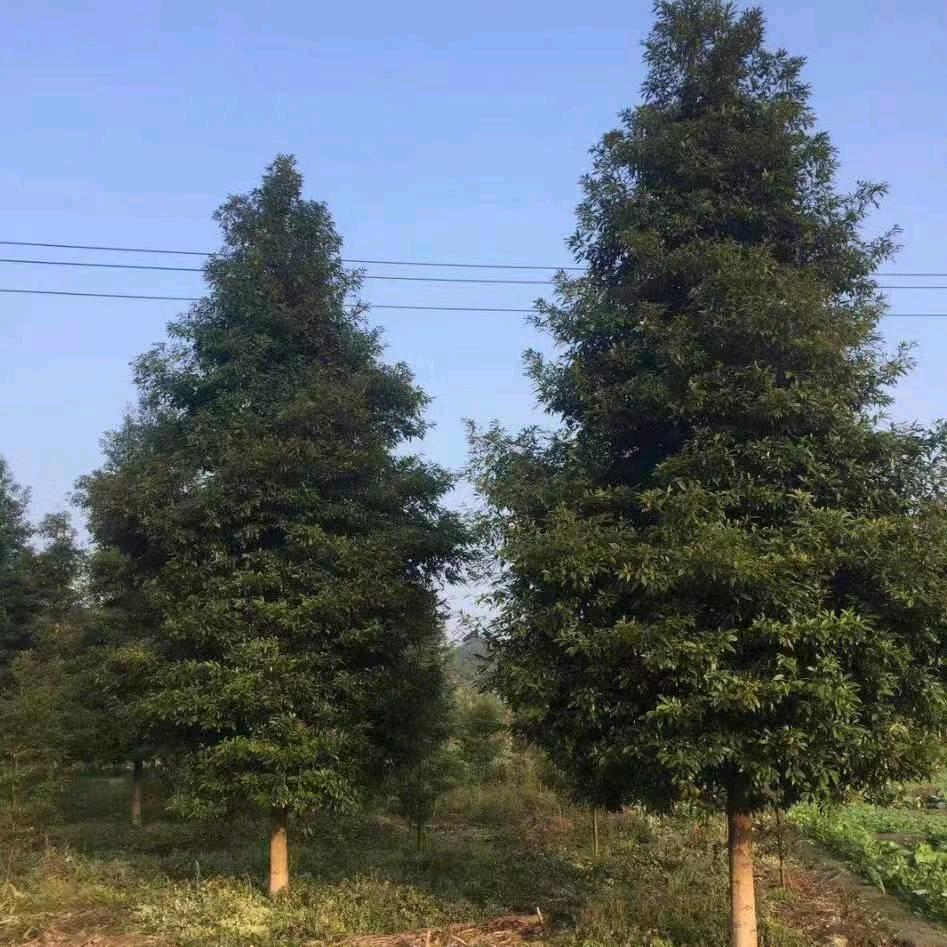 富华找苗 — 全国求购苗木
