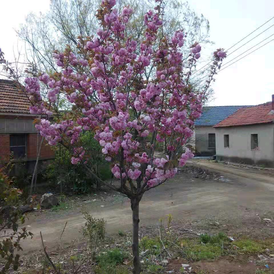 。。第一，卷毛哥？？