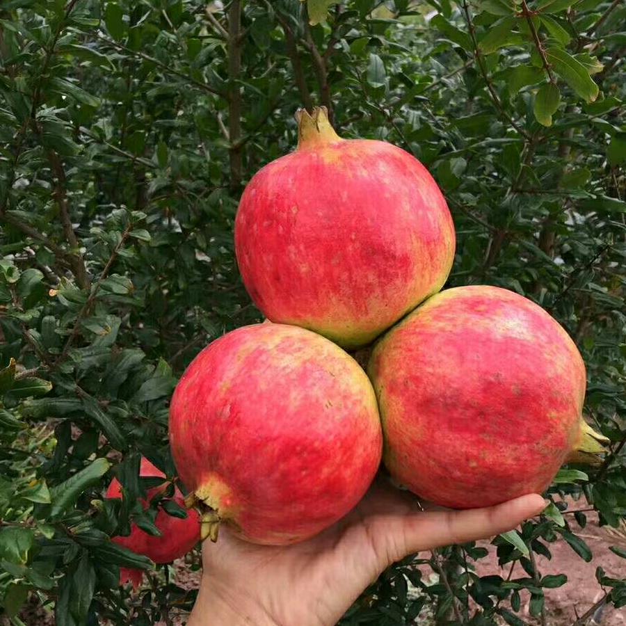 姚安庆丰软籽石榴