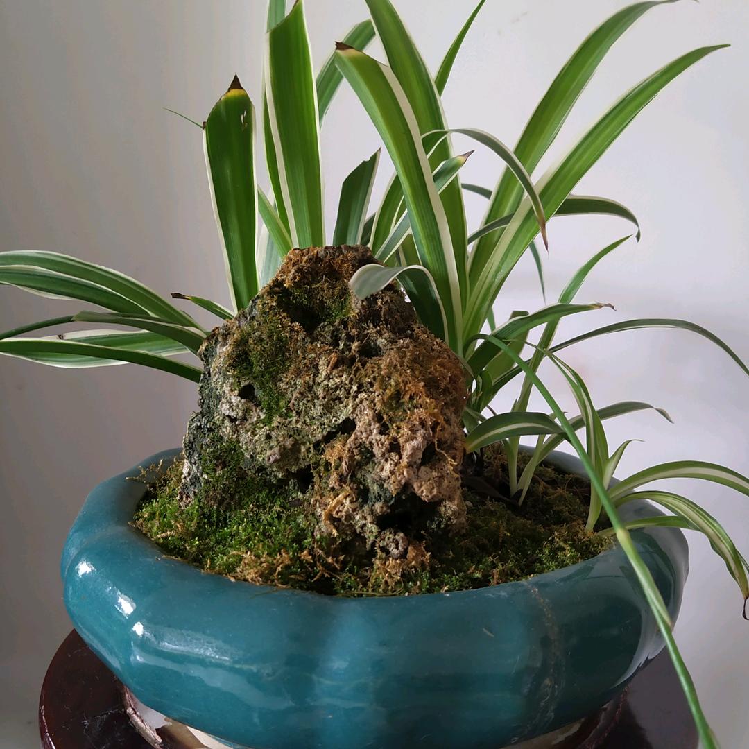 🌿仙草