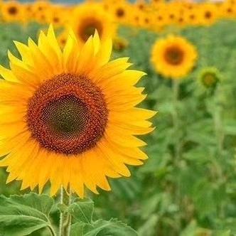 鸳鸯泪《拒绝私聊》