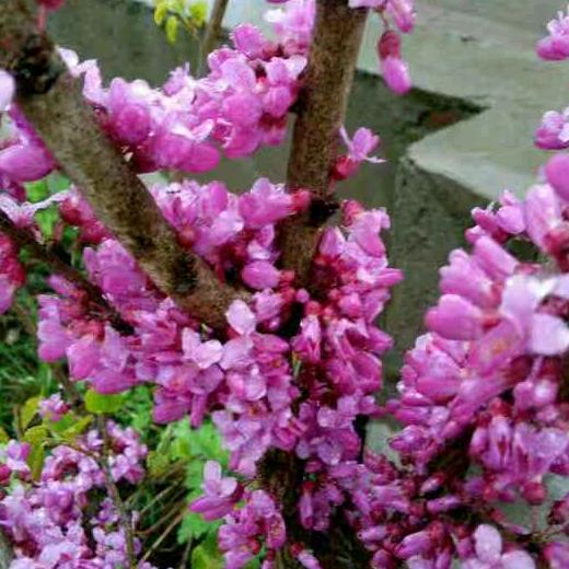 花前月下