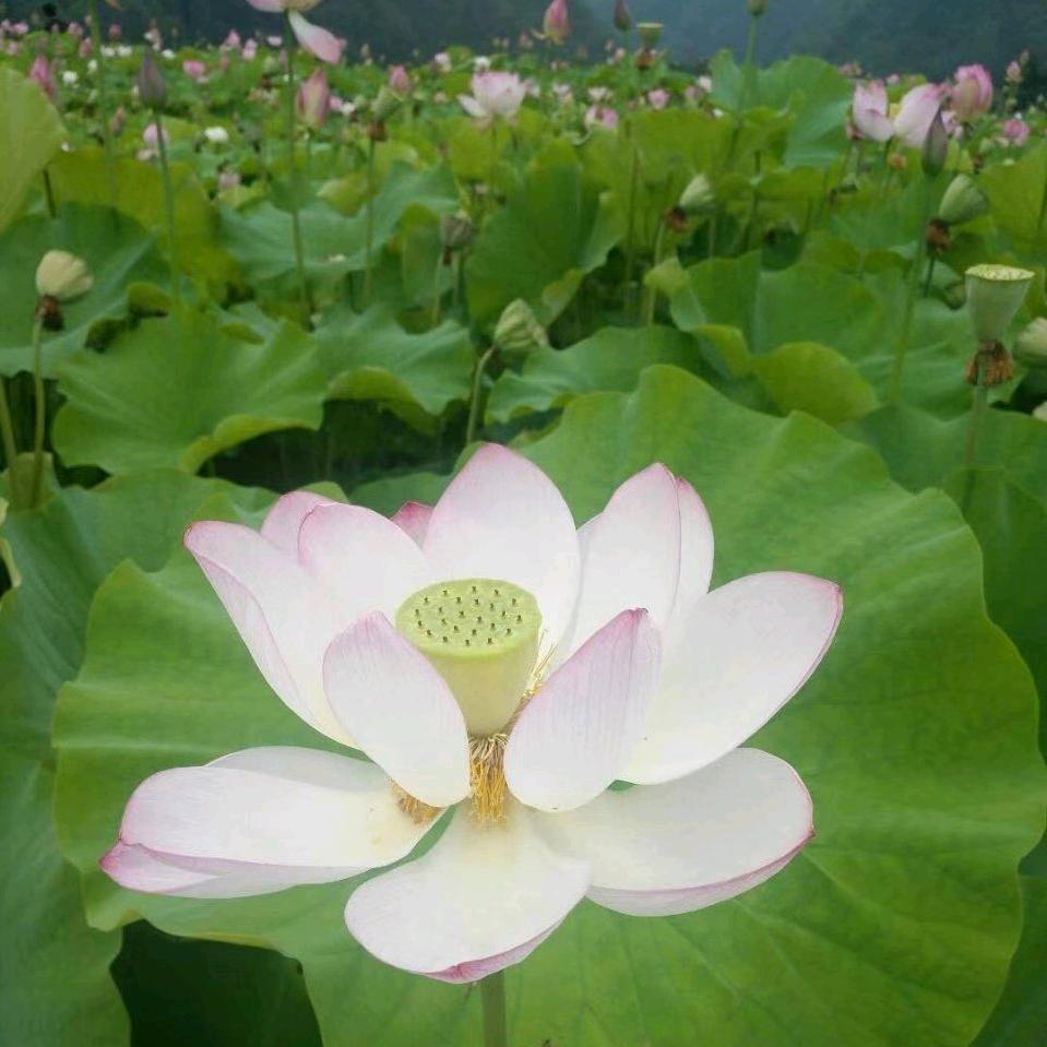 德爱源妙恒