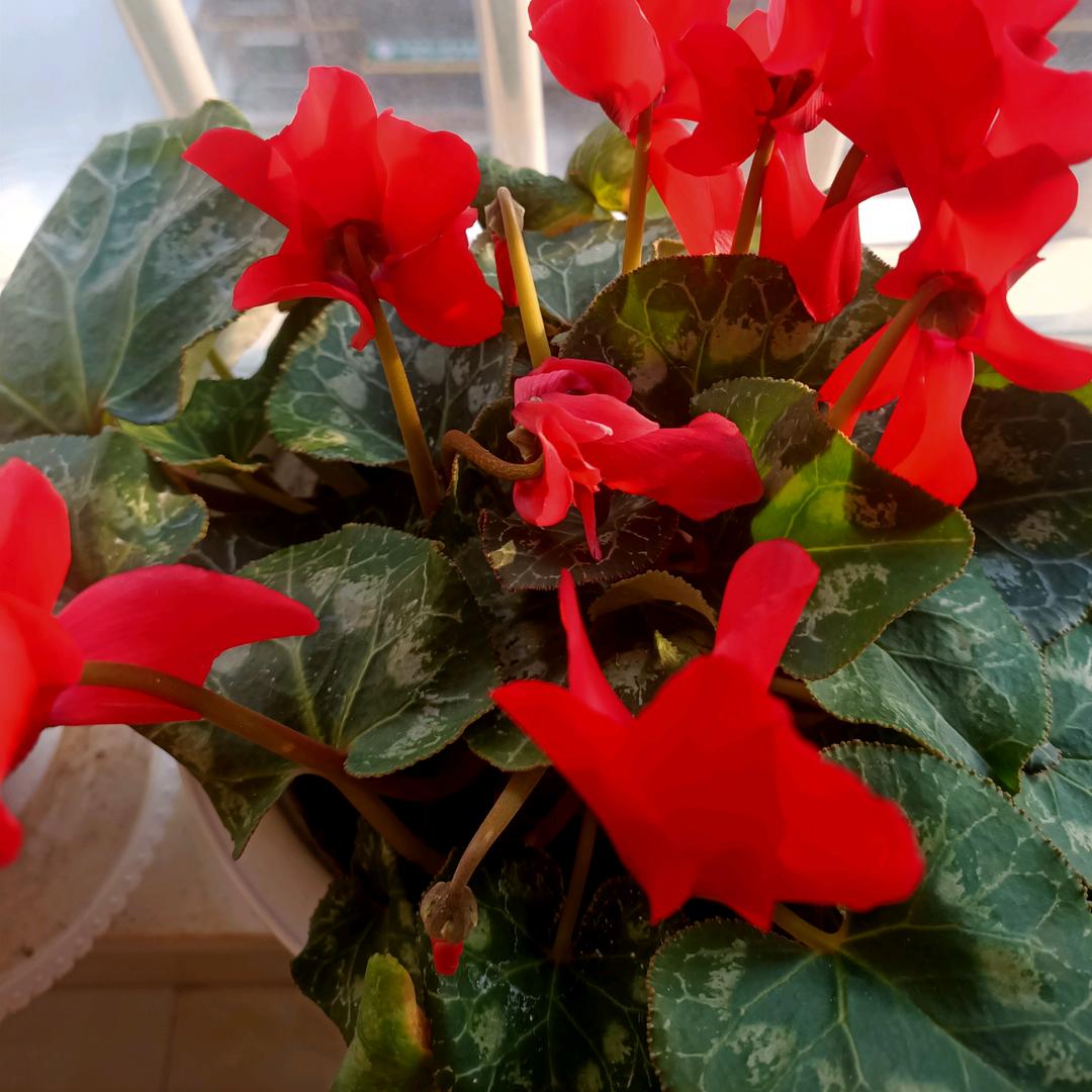 @小红75年腊月🐇兔💤🌹🌹