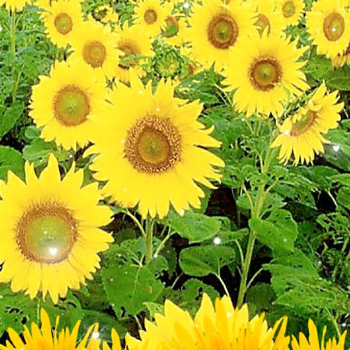 用户4369331886242王开本