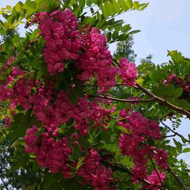 东奔西跑，没有烦恼