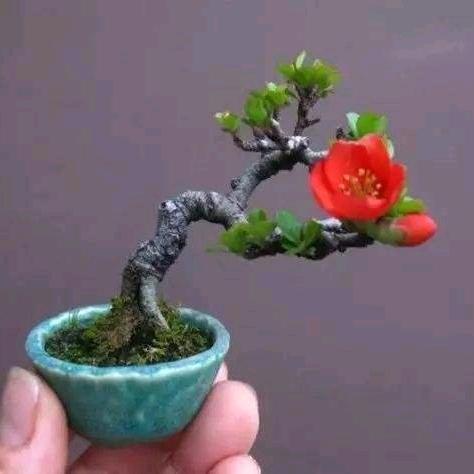 然然情花卉盆景店