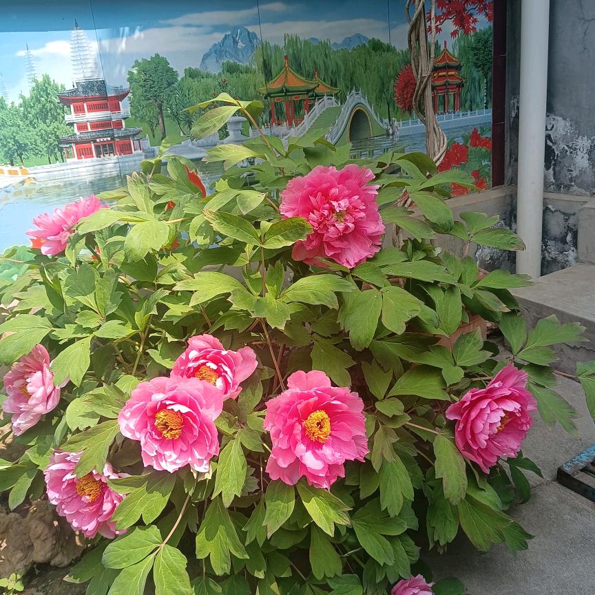 莱芜张歌