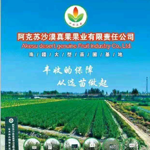 阿克苏老曹苗木