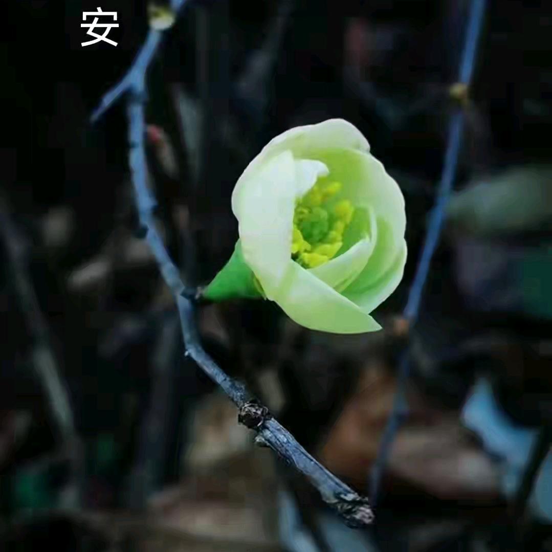 🌾🌾🌾🇨🇳🇨🇳🇨🇳