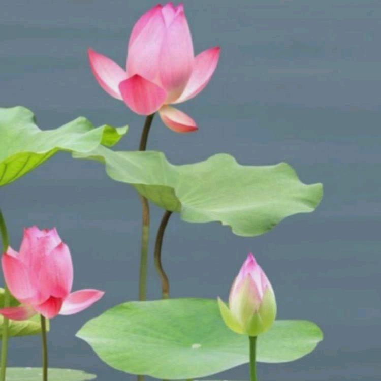 🥀刘连🌿忘返🍓ོ࿐