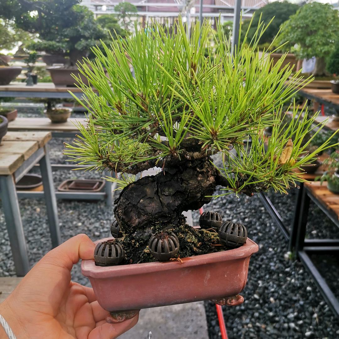 恋花盆景园