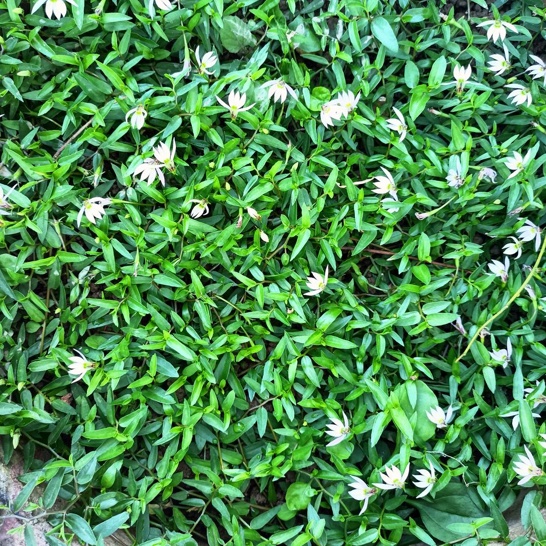 菁菁河边草