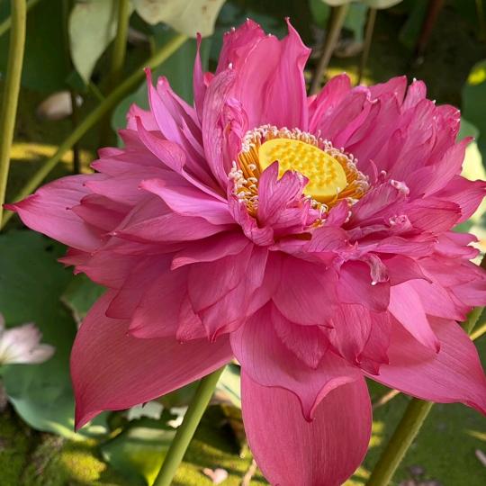 丁香花