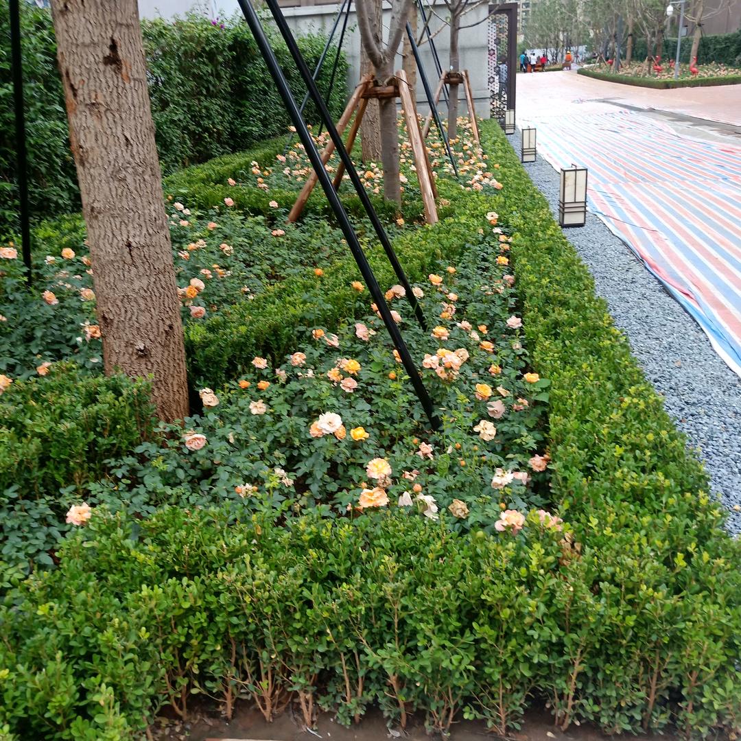 高良专业绿化种植