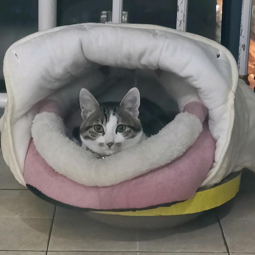 招财猫