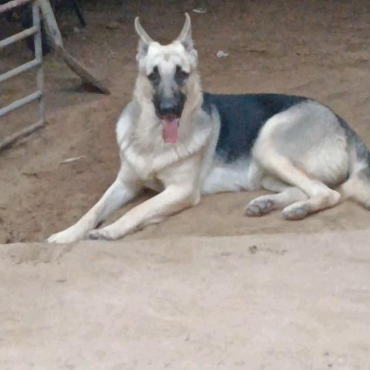 东欧牧羊犬，昆明犬繁育