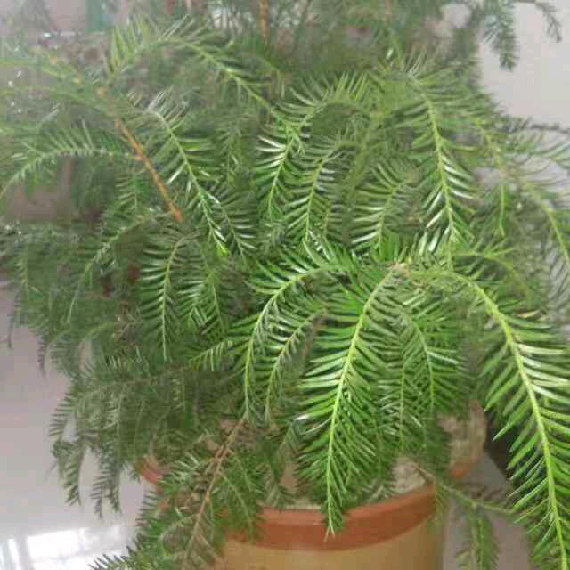 是董宝贝耶