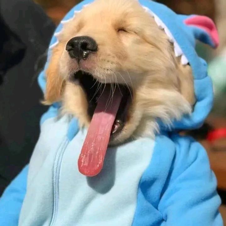 航空警备队大队长