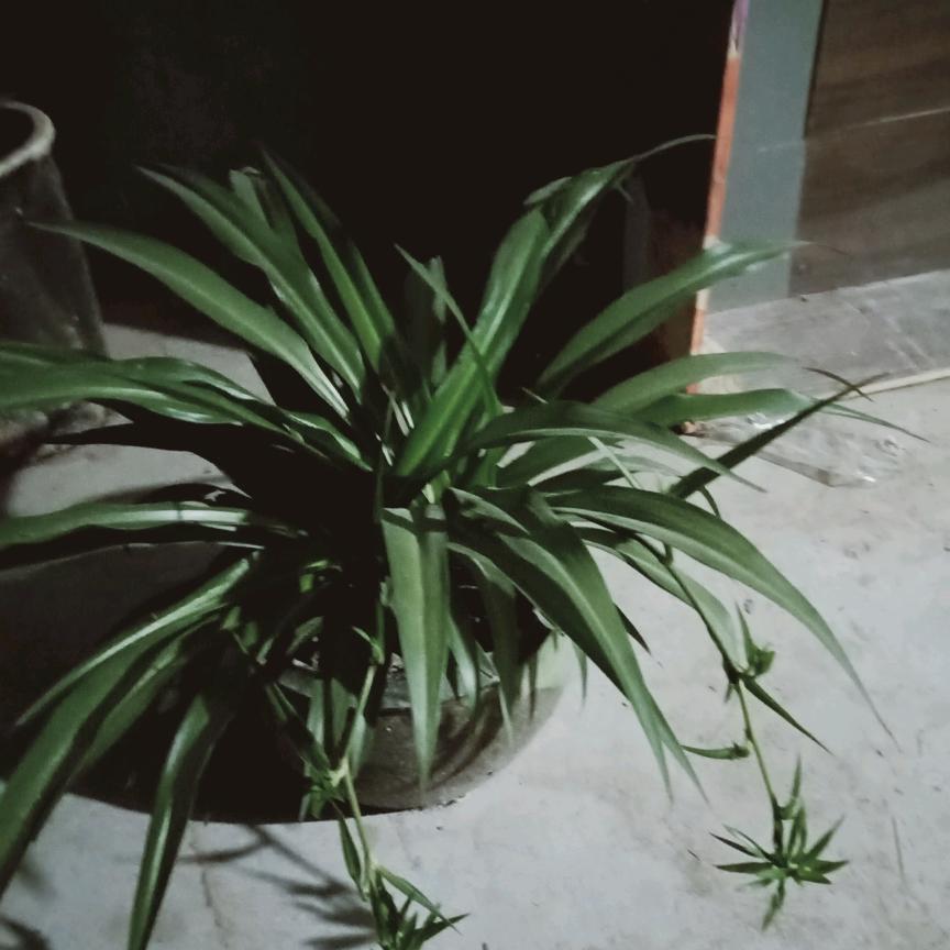 芹