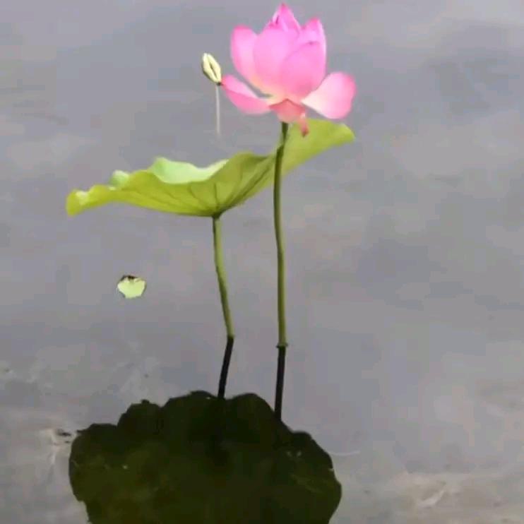 Li      爱在心里