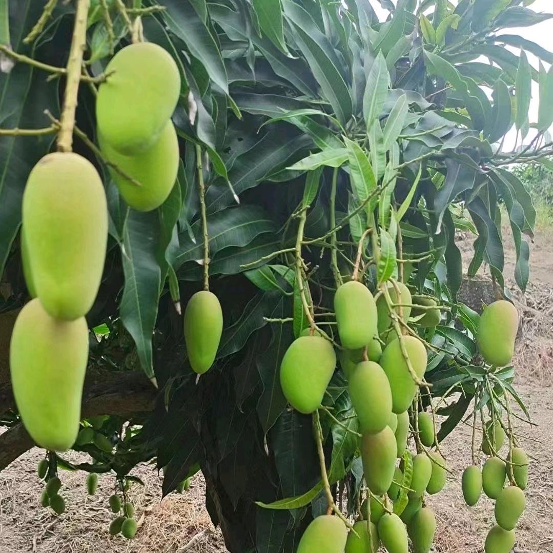 每逢佳节胖三斤