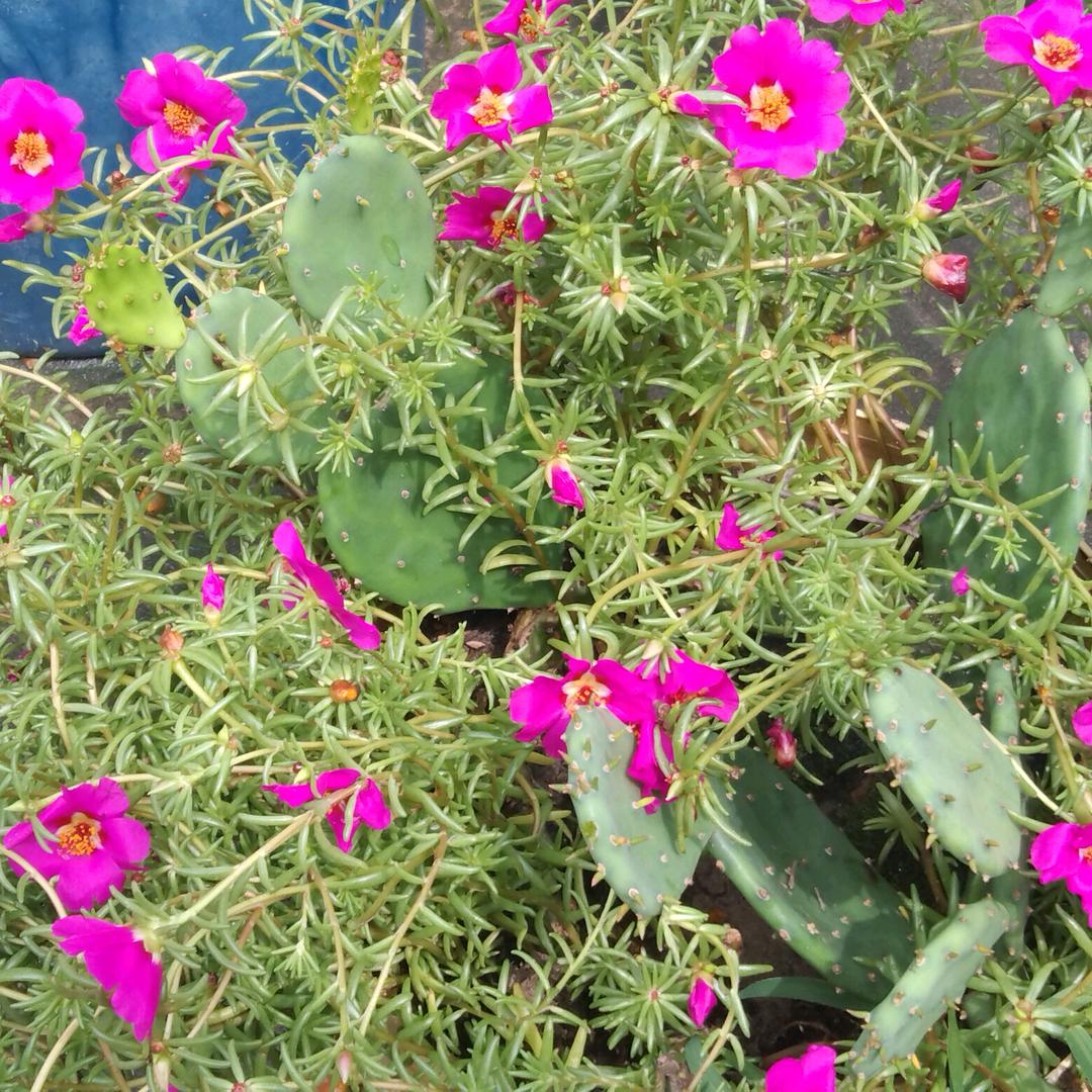 一生平安🌹🌺全家幸福🌺🌹💐