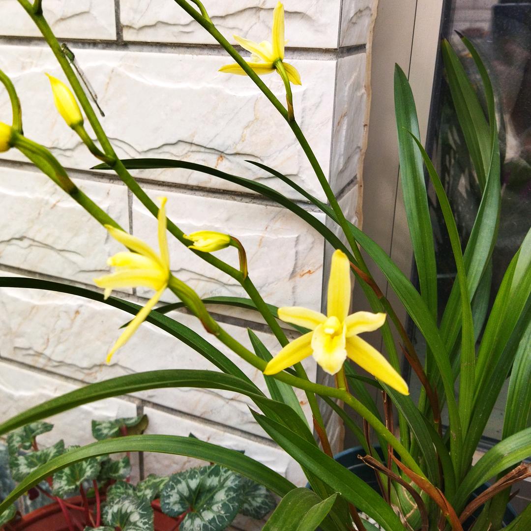 大城县沐语红木