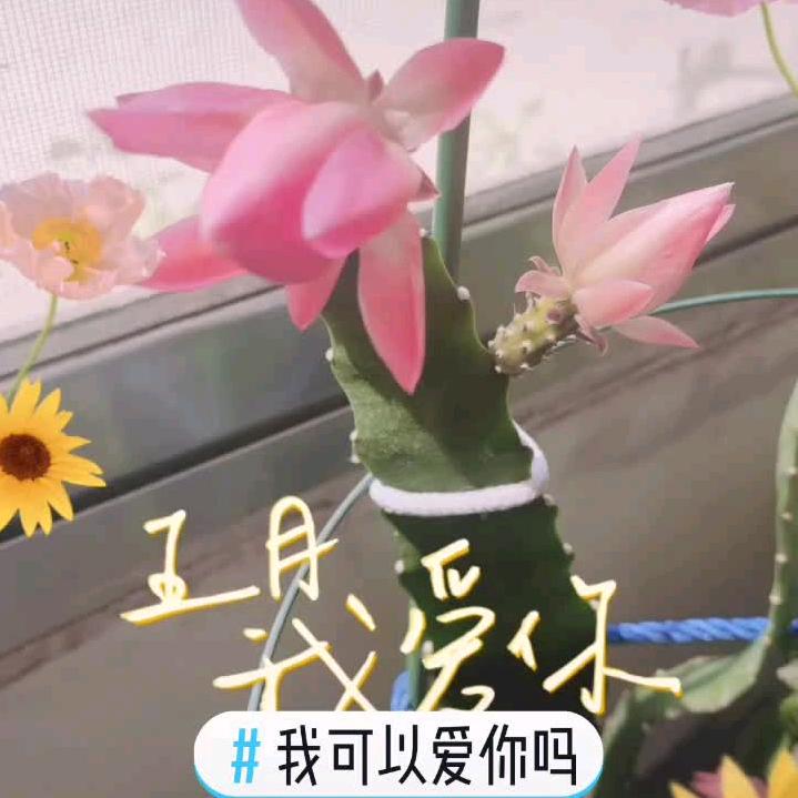 冰雪