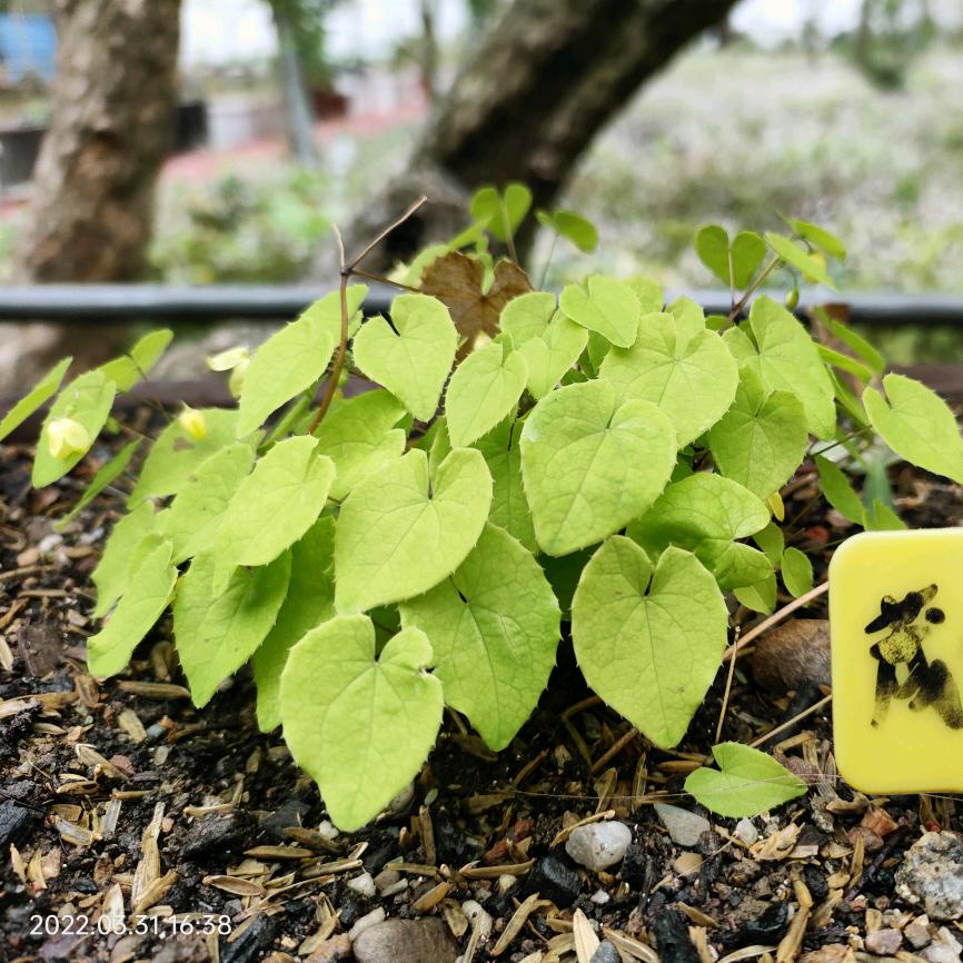 秦巴珍草庄园