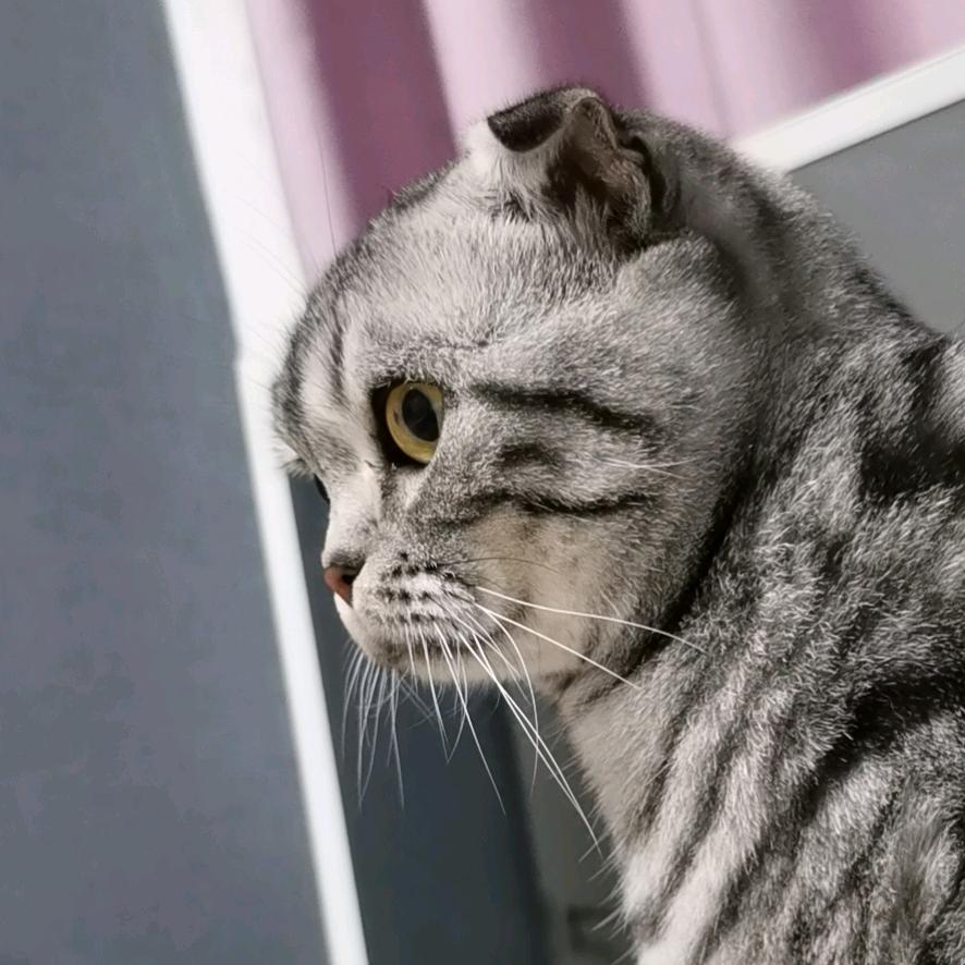 跟猫猫一起宅在家