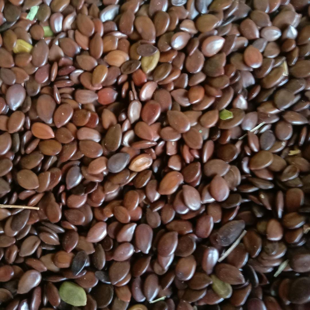 A云南灌木种子收售