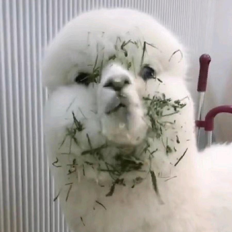 羊驼不吃鱼