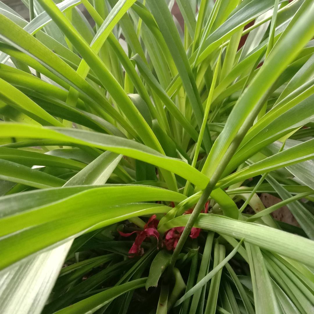 岁月已落满风尘