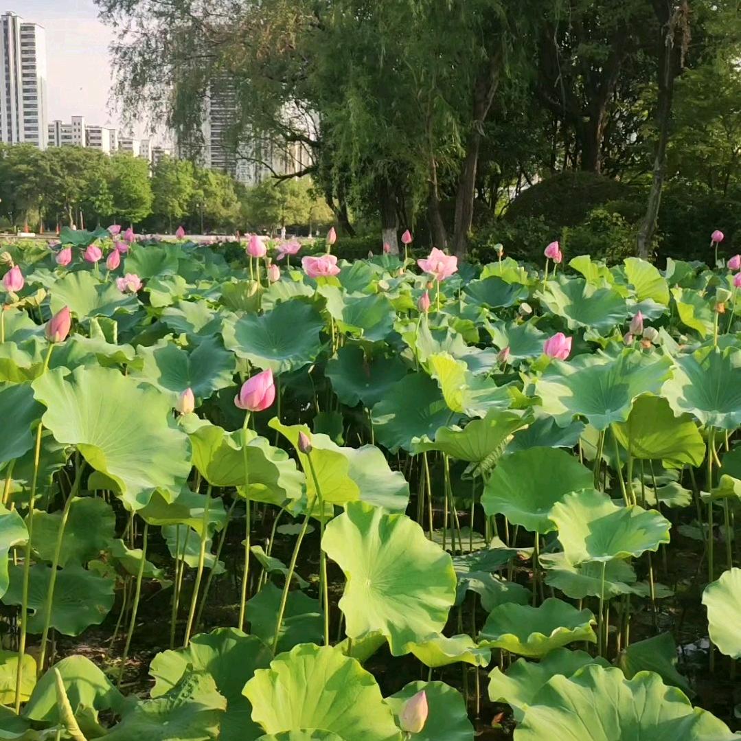 天菊
