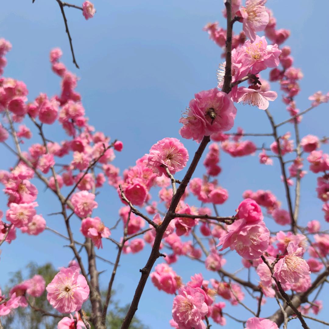 忘忧草63003315