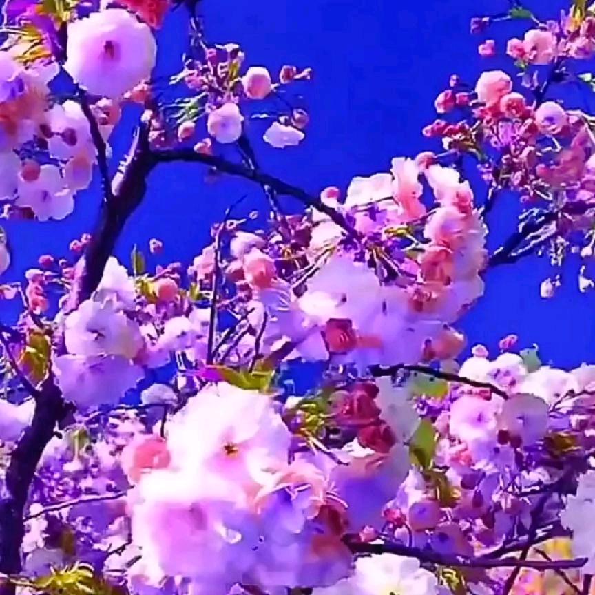 夕夕相惜