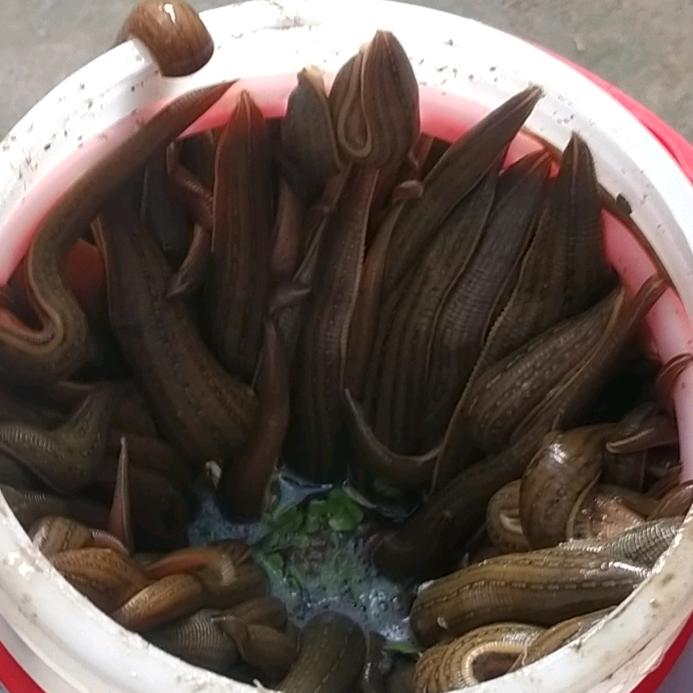 蚂蝗大队
