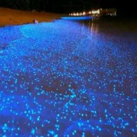 &沧笙踏歌