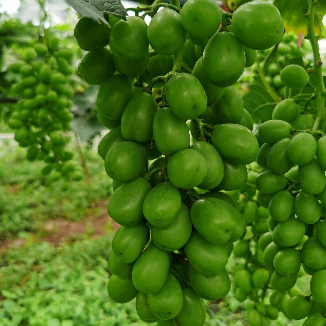 夏非我夏