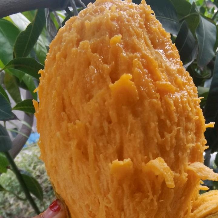 芒果小妞