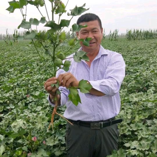 玉棉种业刘俊杰